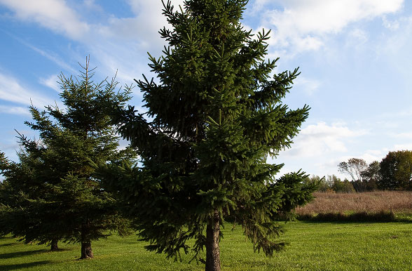 스프러스 집성재